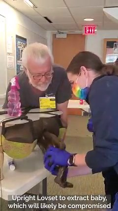 30K views · 98 reactions | When you're dealing with a serious situation--a hyperextended head trapped in the pelvic inlet--sometimes some silliness is just what the doctor ordered. (Breech training at Reading Tower Health in Reading, PA) | Breech Without Borders | Facebook