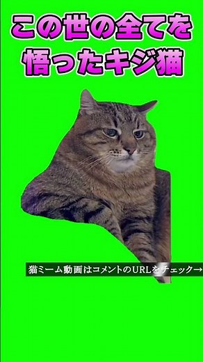 【#猫ミーム 】この世の全てを悟ったキジ猫 cat meme #可愛い