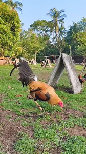 Super Healthy pumpkin sweater. 🐓🐓🐓. Disclaimer: No animals were harmed in this video. For breeding purposes only. Not for illegal use! #fbreels2024 #noanimalswereharmedinthisvideo #animallover #followerseveryone | AP Viado
