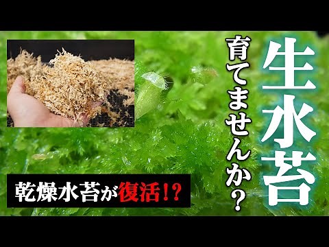 【生きた水苔】乾燥水苔を生水苔に復活させよう♪【苔の育て方】【自生地観察】