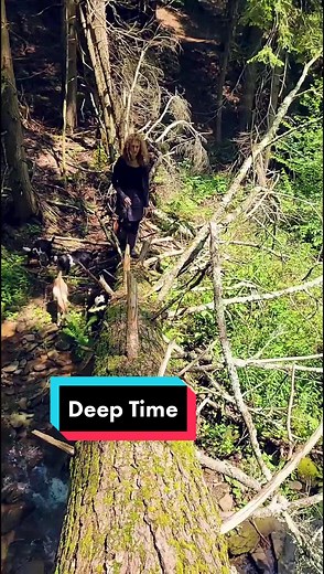 Forest Exploration Time-Lapse: Mycology in Deep Time