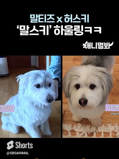 허스키와 말티즈의 귀여운 만남
