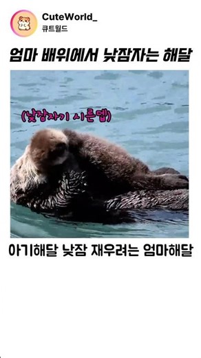 엄마 배위에서 낮잠자는 해달 #해달 #수달 #귀여운 #동물