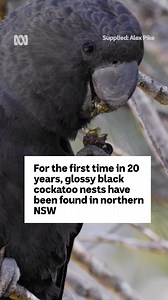 'A massive step forward' ❤️ Read the full story: https://ab.co/3RnxWYH 📹 via ABC Mid North Coast #GlossyBlackCockatoo #BlackCockatoo #AustralianBirds #Wildlife | ABC Mid North Coast