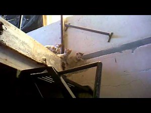 SMALL KITTEN FALLS 9 FEET DOWN!