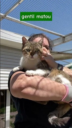 Attila à adopter 😸@AdopterUnChat adoptions@chatsduparisis.fr