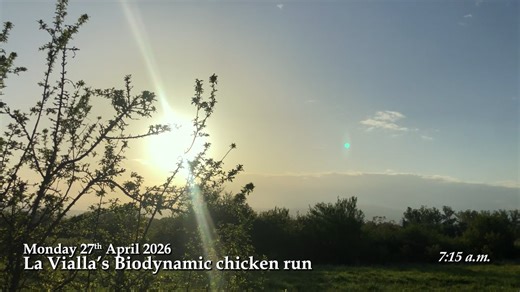 465 - The new families at the biodynamic chicken run