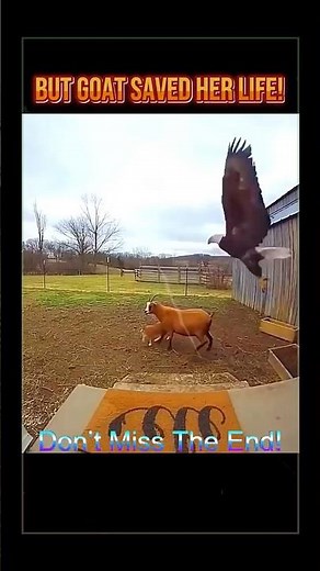 Eagle Attack Cat #EagleAttack #GoatSavesCat #AnimalRescue #WildlifeMoments #GoatVsEagle #ViralShorts