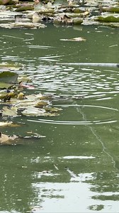 This is SO HARD to beat👇#fishing #angling #commercialfishing #polefishing | Catch More Media