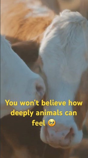 🥺 Top 5 Animals That Feel Deep Emotions