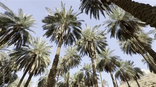 A panoramic view of Arabian palm trees from below, inside a palm farm in Riyadh, Saudi Arabia.