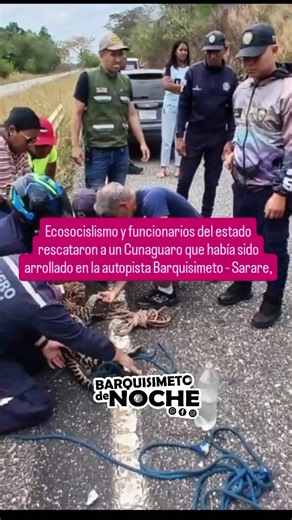 En respuesta inmediata, el equipo de Ecosocialismo Lara atendió el llamado tras el atropellamiento de un Cunaguaro (Leopardus pardalis) en la autopista Barquisimeto - Sarare, sector Los Mangos. Gracias a la articulación entre la PNB Ambiental y nuestras unidades de Fiscalización y Diversidad Biológica, logramos el traslado exitoso de este macho adulto al Parque Zoológico y Botánico Bararida. Estado actual: El ejemplar recibe cuidados médicos veterinarios especializados para tratar los traumatism