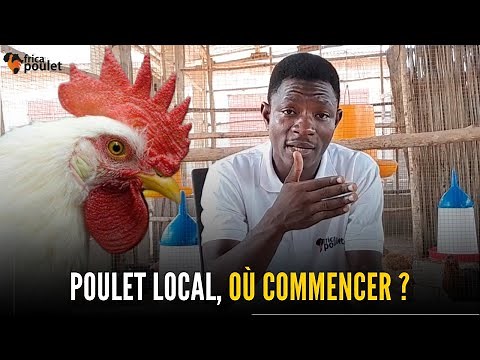Comment démarrer L'ELEVAGE DU POULET LOCAL en Afrique ? Par où commencer ? (investir au pays)