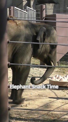 Elephant Snack Time #elephants #columbuszoo