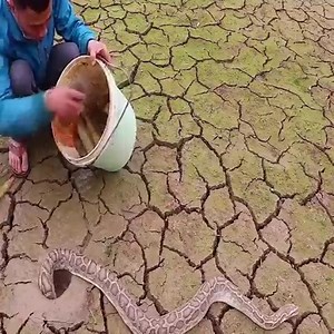 32K views · 84 reactions | Unbelievable Fishing Technique - Use A Snake To Catch Fish In A Pit Deep In The Ground Join my group : Animals Kingdom  Thank you so much  | Pets US | Facebook