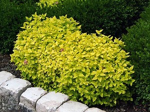 Gold Mound Spirea - Plant Guide