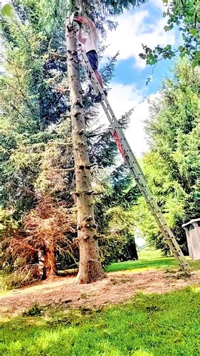 Satisfying Giant Tree Felling Experience in the USA