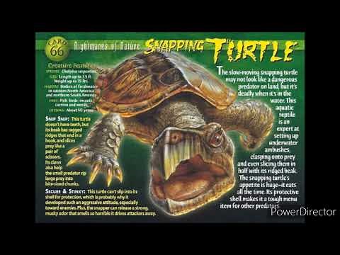 common snapping turtle sound effects