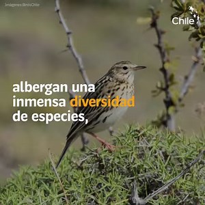 Con más de cuatrocientas especies de aves, Chile es un lugar privilegiado para practicar el birdwatching. | Marca Chile