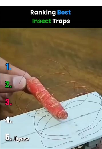 Top 5 insect traps ranked 🐜 Which one works best? 👇 | insect traps