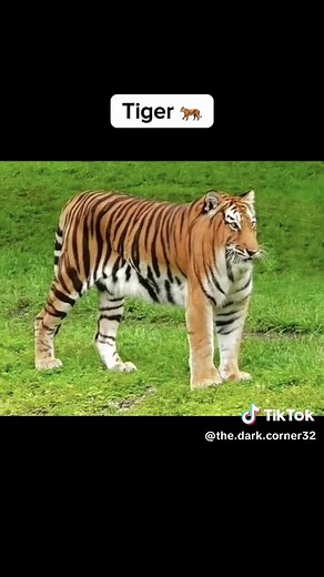 How Animals Look Without Neck 😳 #amazingfacts #scaryanimal #scarysong #scarytiktoks #darkcorner