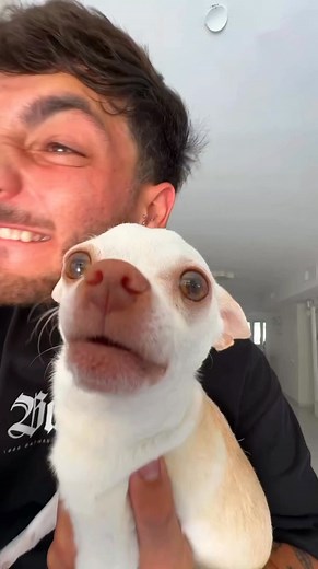 Funny Angry Little Dog Nikki 🤣😂 #fbreelsvideo #viralreelsfacebook #viralshorts #fbviralreels #funnydogs #cutedogs #fbreelsvideo #viralreelsfb | Nikki The Chihuahua