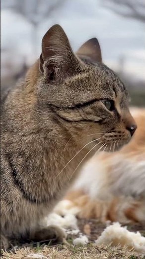 Adorable Light Brown Cat Moments ✨