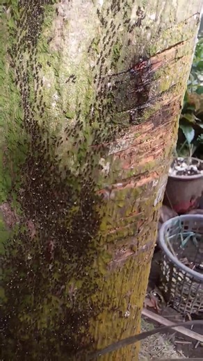 Sunday morning of confusion . Just wondering what kind of insect is this and what phenomenon this may bring .Aside from we're experiencing favorable cold weather today and under Mayon abnormalities ..I did nothing but to respect their existence and leave .Taken this morning by the way. | Arlene Maniaul