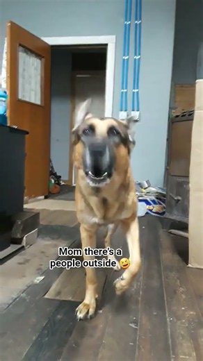 🐕 Have You Seen Me Buddy Cute 😘