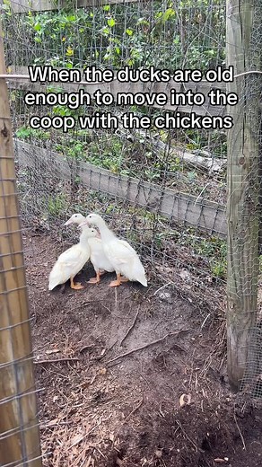 Ducks and Chickens: Best Friends on the Homestead