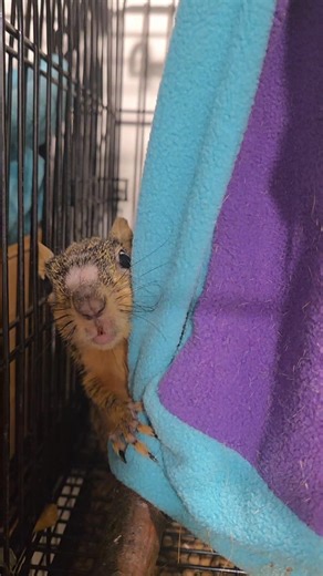 1.2M views · 55K reactions | Who's the boss here at DFW Squirrel Rescue ???!!! How to support DFW Squirrel Rescue: ❤ Paypal: https://www.paypal.me/romofamily ❤ Venmo: https://venmo.com/SandyRomo ❤ Cash app: https://cash.app/$sandysavesanimals ❤ Zelle: 757-288-2180 ❤ Amazon wishlist: https://www.amazon.com/hz/wishlist/ls/9ZBEDO8YTSRJ?ref_=wl_share | Sandy Marie Romo | Facebook