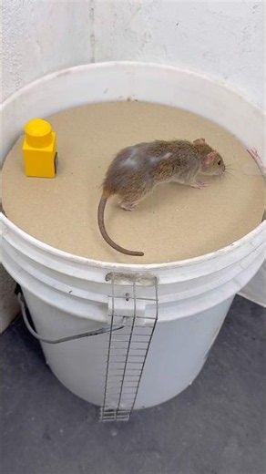 Can a Plastic Bucket Catch Mice? Science Experiment #rat