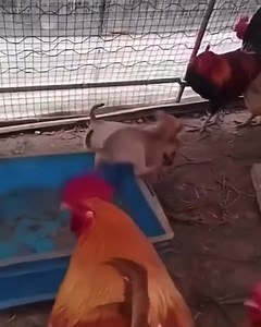 Un grupo de pollos organiza pelea clandestina de perros. 🫣😨 | Sinaloa Somos