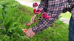 How to Deadhead Flowers and Plants