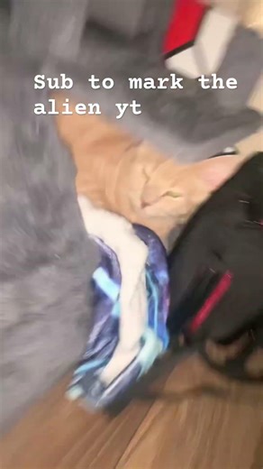 Sub to mark the alien yt #cat