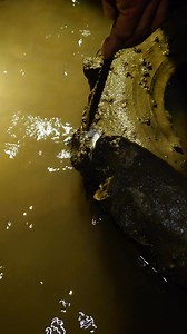 Catching Sea Oysters | The Ultimate Coastal Foraging Adventure #FishingSeason, #WildOysters, #OysterHarvesting, #Seafood, #HandPickedOysters, #TraditionalFishing, #CoastalForaging, #FreshSeafood, #ShellfishHunting, #NatureFishing | Ahlik Fishing