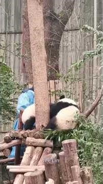 Black Sesame Dumplings 😂 Panda #Panda #Giant #Animal