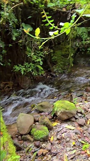 Los Quetzales Trail, Barú Volcano National Park. Chiriquí, Panama
