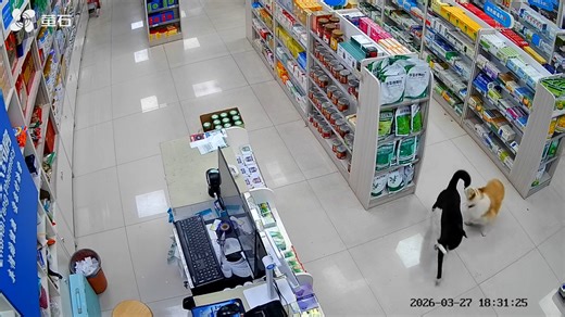 Dogs run off with item as employee gives chase in Hunan, China