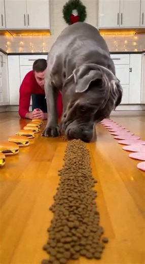 Dog REFUSES to Stop Eating (Cat Just Watches) 💀 #dogvcat #eatingchallenge #funny