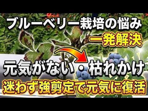 [Blueberry Cultivation] How to Revive Struggling or Dying Seedlings with "Hard Pruning"