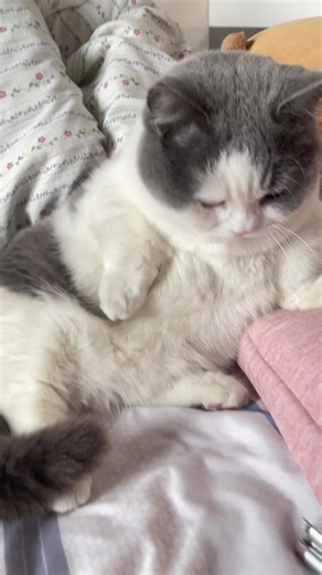 Funny Cat Reactions to Sound Effects