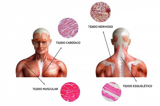 Tejidos humanos: definición y sus funciones - ¡Descúbrelos!