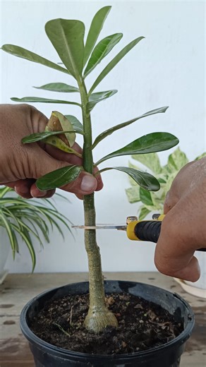 Grow Adenium cutting 🌱 #gardening #reels #trendingreel #trendingreelsvideo #viralreels #viralpost2025 #facebookviral | Gardening Ideas