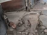 City in Thailand is overrun by thousands of wild monkeys