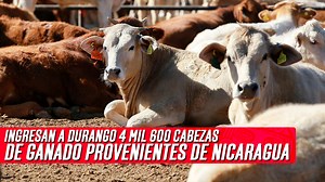 🐮🔎 El secretario de Agricultura, Ganadería y Desarrollo rural de Durango señaló que ante la reciente entrada de 4 mil cabezas de ganado provenientes de Nicaragua, se realizó una inspección y verificación para descartar tuberculosis y brucelosis. 👉 https://tinyurl.com/4mztpeyz | El Sol de Durango