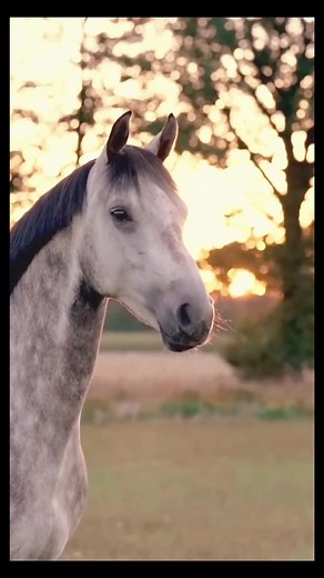 The Most Incredible Horses