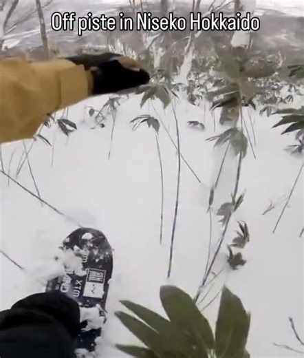 It’s very early season for Hokkaido & there’s plenty of sasa (bamboo) that hasn’t laid down yet. It takes some special skills to ride it and it’s a little easier on a snowboard than skis, but practice makes perfect. 1.1 metres of snow forecast for Niseko over the next 10 days @opensnow Some availability left for guiding in Hokkaido in the main season with @niseko_zen See bio link or story link for info @jimi_yuki_oertli | www.powderhounds.com