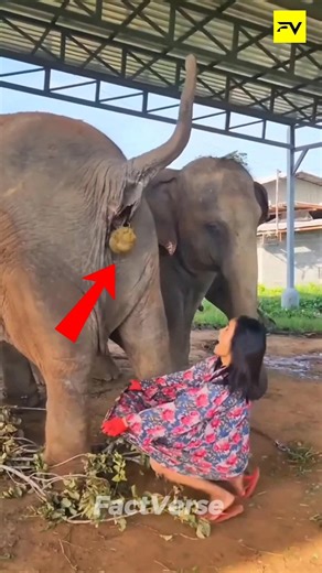 World's Most Expensive Poop Coffee 😱💩 #shorts #facts #coffee