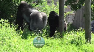Chest beating Silverback Jock More from him and his family on my #SloggerVlogger YouTube channel. Google SloggerVlogger or links in bio. #Jock #SilverbackJock #BristolZoo #bristolzoogardens #bristolzoogorillas #gorillas #gorilla | SloggerVlogger